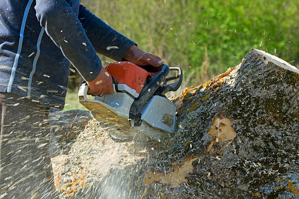 Professional  Tree Services in Wichita, KS